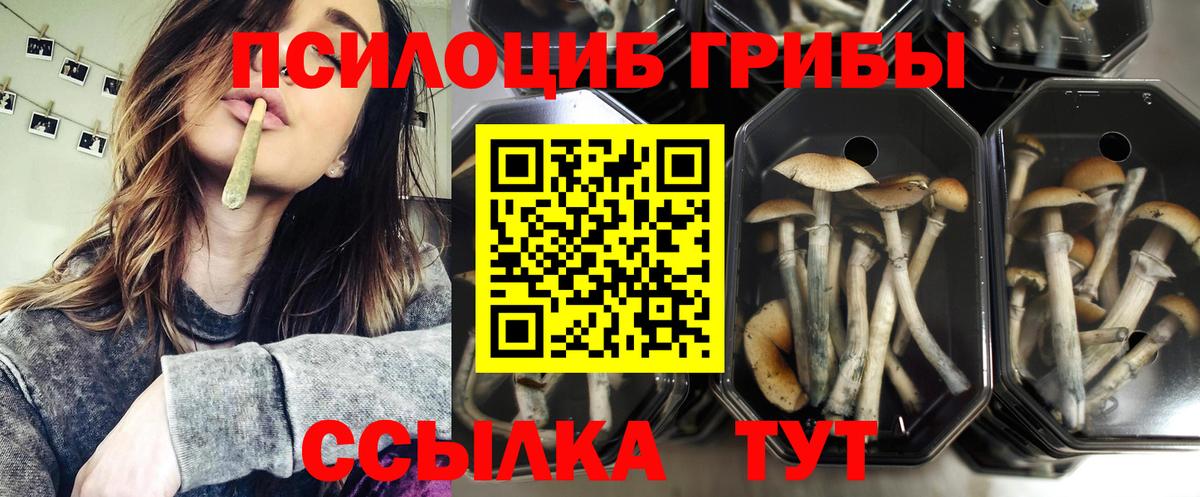 Псилоцибиновые грибы Cubensis Туймазы